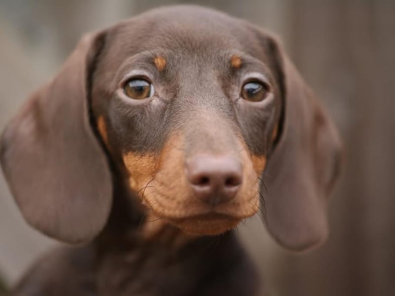 Tilly the dachshund (Nicola Wiltshire)