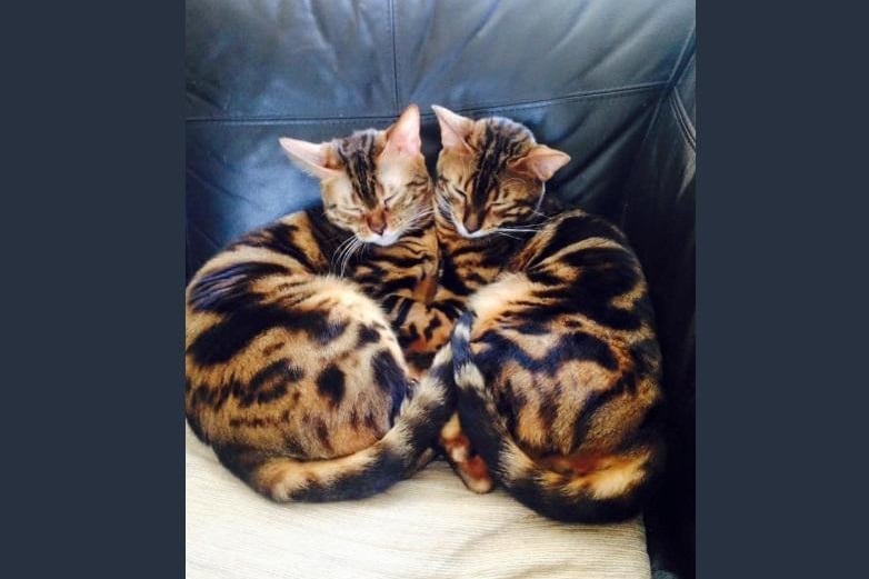 Tiger and Simber the Siamese cats (Svetlanan Belova)