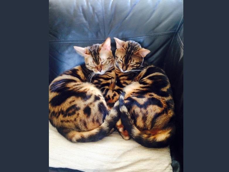 Tiger and Simber the Siamese cats (Svetlanan Belova)