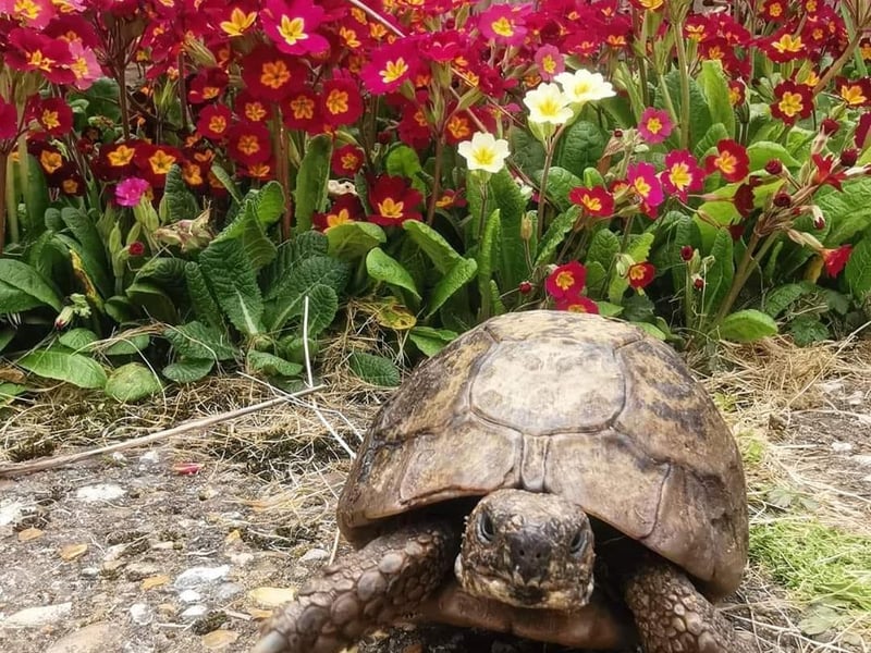 Terri the Tortoise (Kaye Gurney)