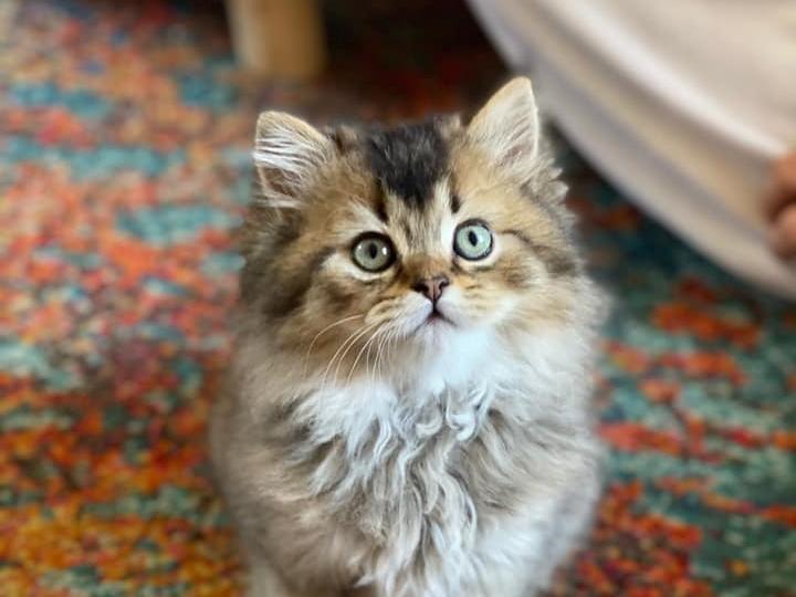 Cookie the kitten (Nikki Soane)