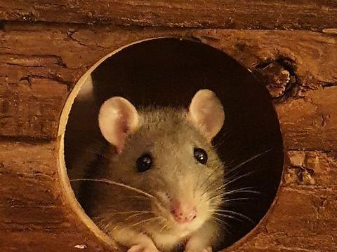 Rosalie the Mouse (Lindsey Millar)