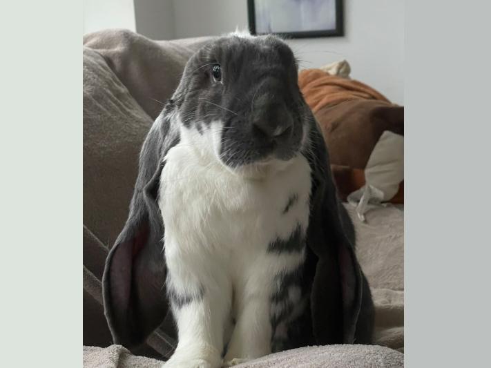 Horatio the Rabbit (Amanda Stockbridge)