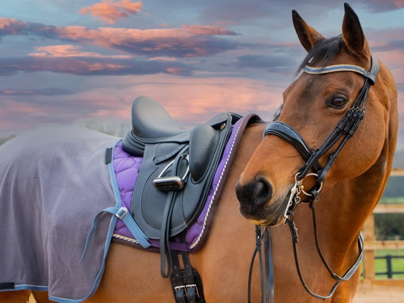 Frayer the Horse (Phoebe Watson-Bardot)