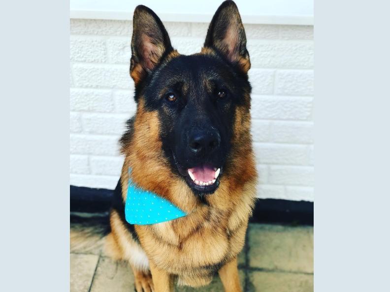 Topper the German Sheppard (JJ Trey)