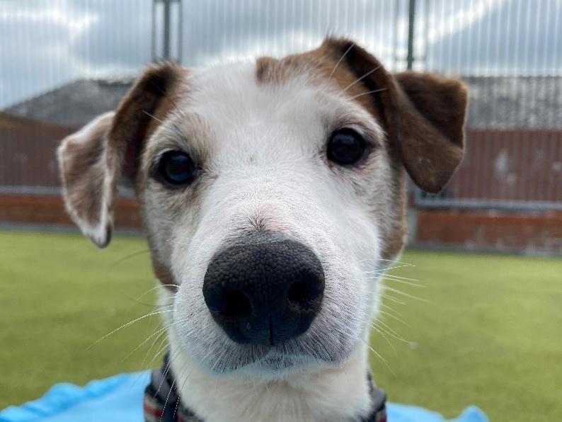 The eyes of the dogs at Raystede patiently long to see a new owner and one day become life-long companions once again