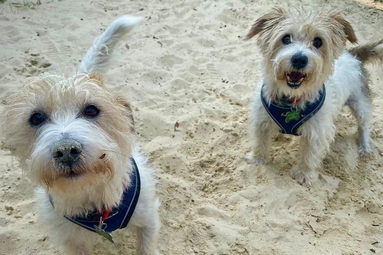 Brothers Ben (right) and Bill (left) are male Jack Russell Terriers brothers and must be homed together. They are very friendly and fun little terriers.
