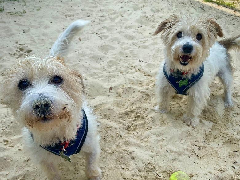 Brothers Ben (right) and Bill (left) are male Jack Russell Terriers brothers and must be homed together. They are very friendly and fun little terriers.