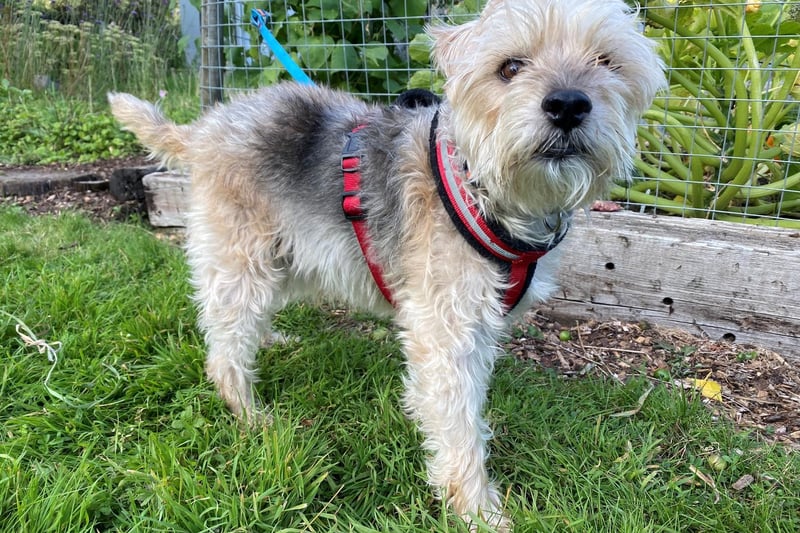 Milo is an eight-year-old male Lakeland Terrier