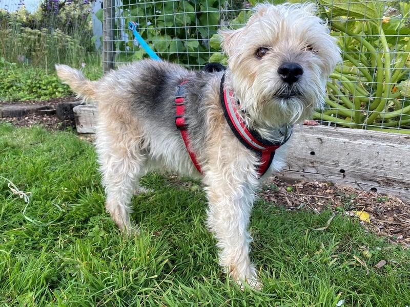 Milo is an eight-year-old male Lakeland Terrier