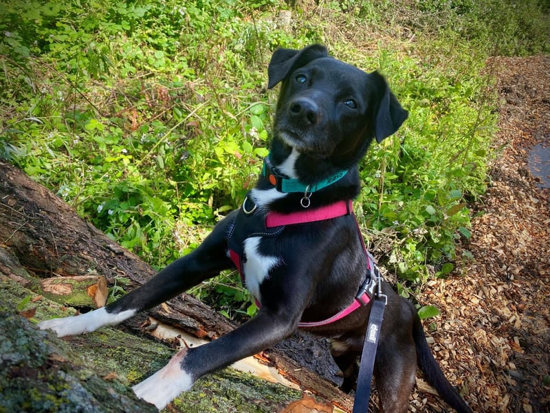Scooby is a 13-year-old male Border Collie cross Labrador and is friendly, active and playful dog who loves football and tennis balls.