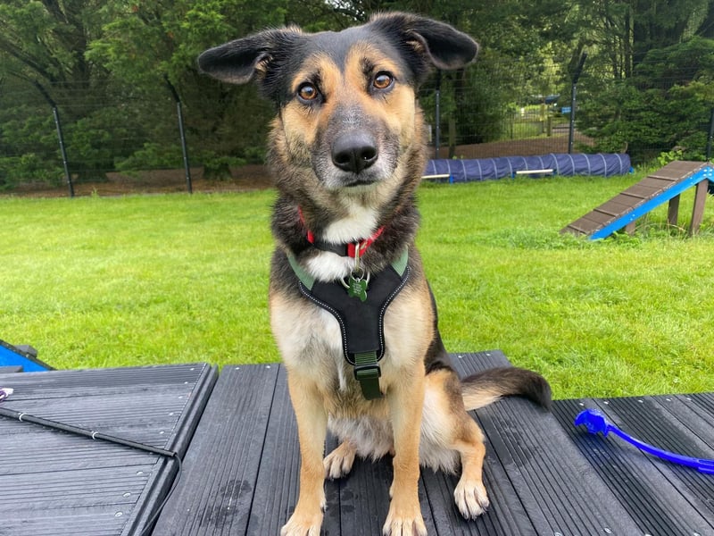 Winnie is a three-year-old female German Shepherd Dog cross Collie.