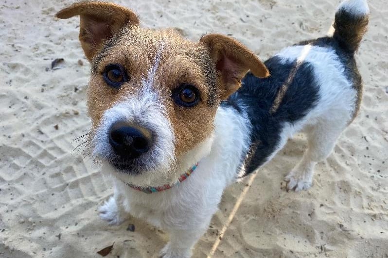 Reggie is a three-year-old Jack Russell Terrier