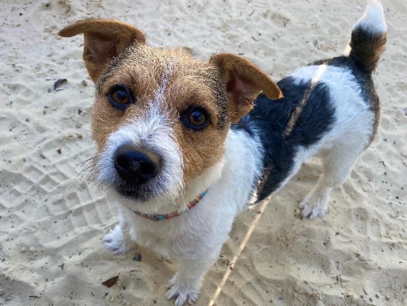 Reggie is a three-year-old Jack Russell Terrier