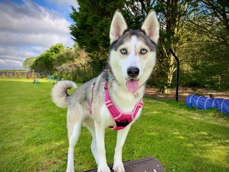 Skylar is a five-year-old female Siberian Husky