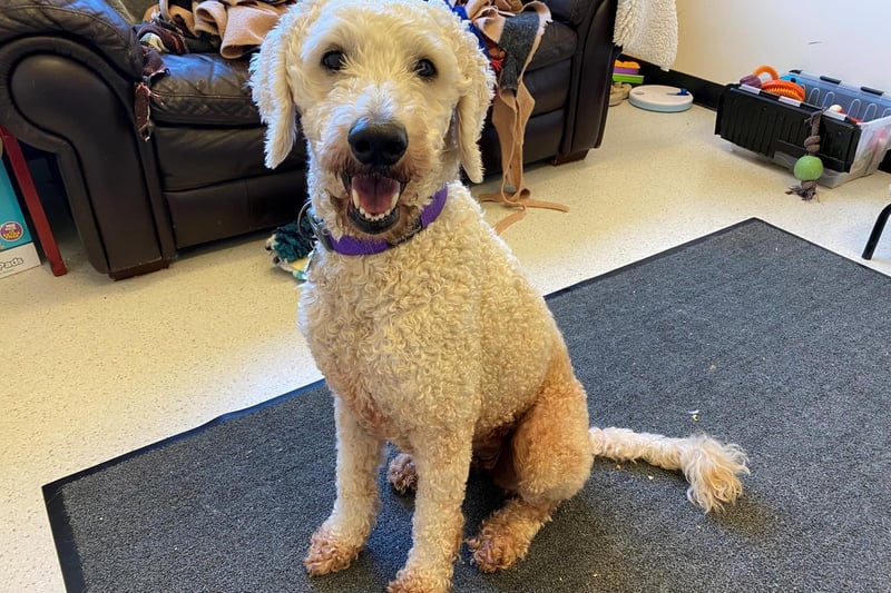Dolly is a seven-year-old female Labradoodle.