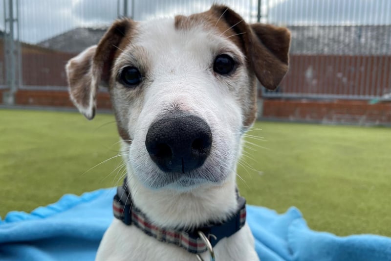 Midge is a 10-year-old male Jack Russell Terrier who is a friendly, inquisitive little dog and very active.