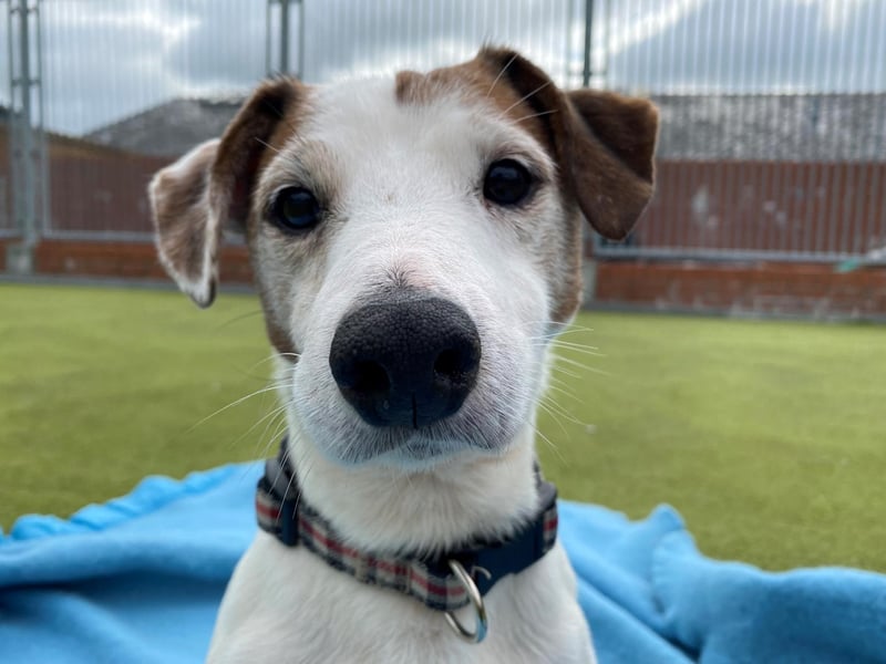 Midge is a 10-year-old male Jack Russell Terrier who is a friendly, inquisitive little dog and very active.