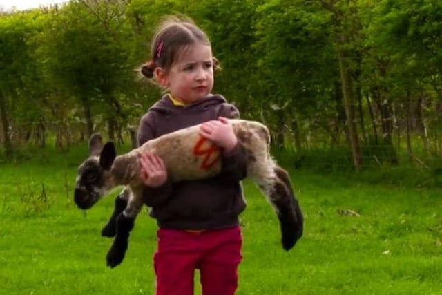 Eliza putting lambs ouot in the field