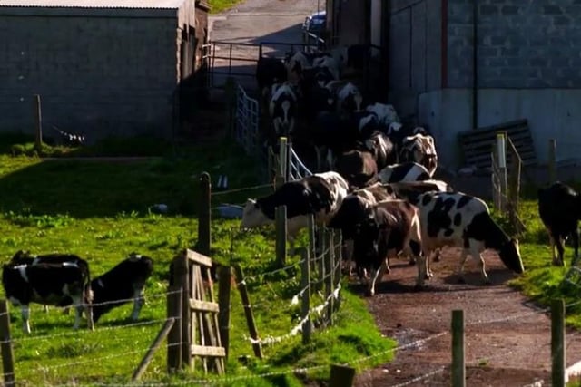 The Little herd heading out