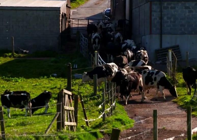 The Little herd heading out