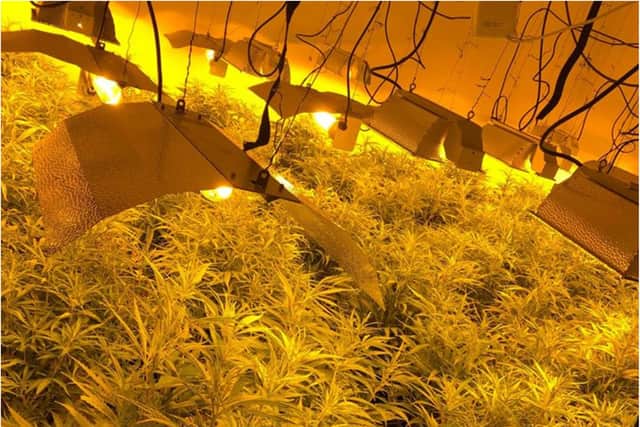 A large cannabis set-up was found in a house in Wheatley, Doncaster, this morning