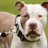 Number of dangerous dogs seized and euthanised skyrockets by 325% in South Yorkshire in three years.
