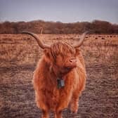 This picture of a Highland cow was taken near Carr Lodge nature reserve by reader Howard Hill.
If you have a photograph you would like to see in print or on our website please email editorial@doncastertoday.co.uk with some brief details
