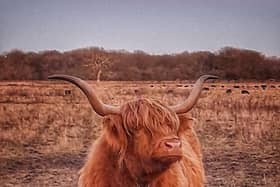 This picture of a Highland cow was taken near Carr Lodge nature reserve by reader Howard Hill.
If you have a photograph you would like to see in print or on our website please email editorial@doncastertoday.co.uk with some brief details