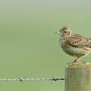Skylark by David Tipling