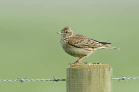 Skylark by David Tipling