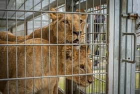Yorkshire Wildlife Park has rescued three new lions left stranded in war torn Ukraine.
