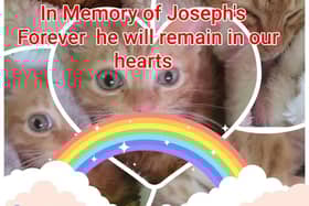 To honor Joseph and other animals who have sadly passed away, they are building a remembrance garden.