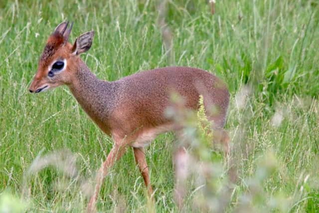 Rare species of antelope at Yorkshire Wildlife Park.
