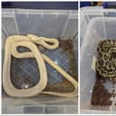 RSPCA inspectors are appealing for anyone with information about the abandoned snakes to come forward.
