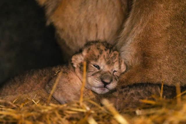 Teh cute cubs are settling into their new surroundings.