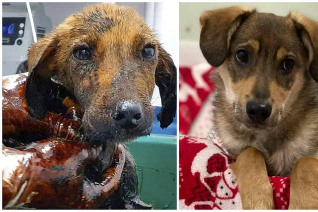Amazing transformation: Harvey after he first arrived after the attack, and now living 'life to the full'.