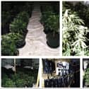 Police found a cannabis set up in Armthorpe.