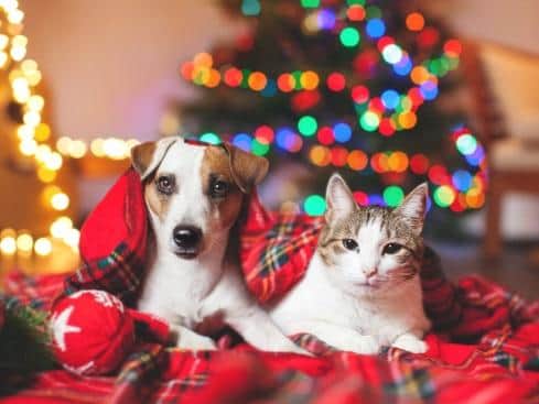 The RSPCA are planning lots of Christmas events.