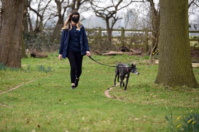 Ellie Brown, Animal Care Assistant, pictured exercising Greyhound Tallulah. Picture: NDFP-02-03-21-RSPCA 4-NMSY