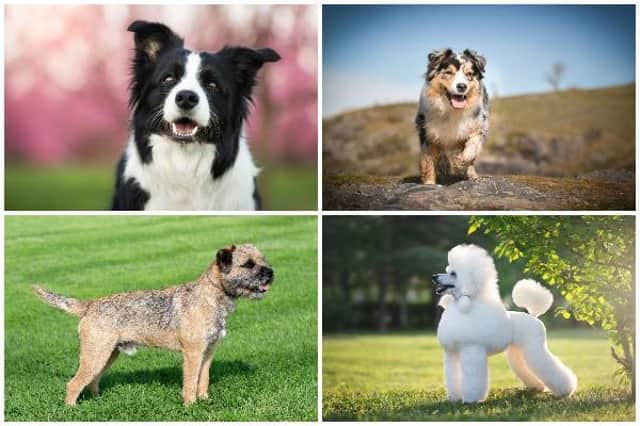 According to Pets at Home, all dogs can be trained, but some breeds are far more receptive than others (Photo: Shutterstock)