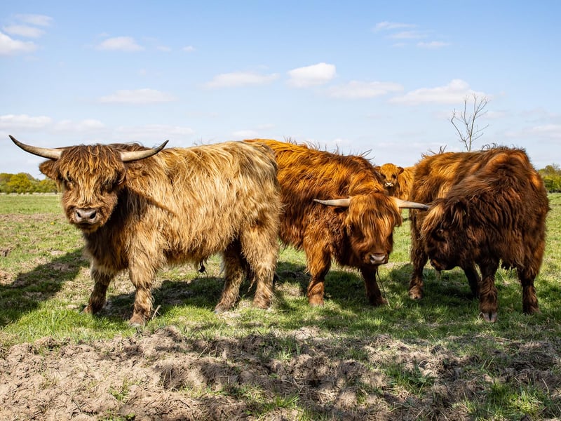 What a handsome bunch of cows near Potterick Carr.