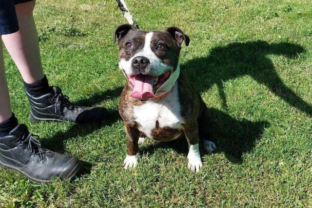 Trixie is an eight year old Staffordshire bull terrier - her prime years may be behind her, but you couldn't tell if you tried! Full of bouncy energy and love, she's best suited to an adult-only household who can give her all the attention she deserves.