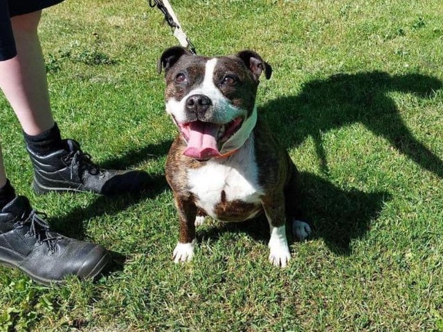 Trixie is an eight year old Staffordshire bull terrier - her prime years may be behind her, but you couldn't tell if you tried! Full of bouncy energy and love, she's best suited to an adult-only household who can give her all the attention she deserves.