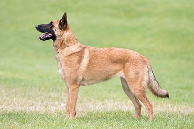 An example of a Malinois dog which attacked two children