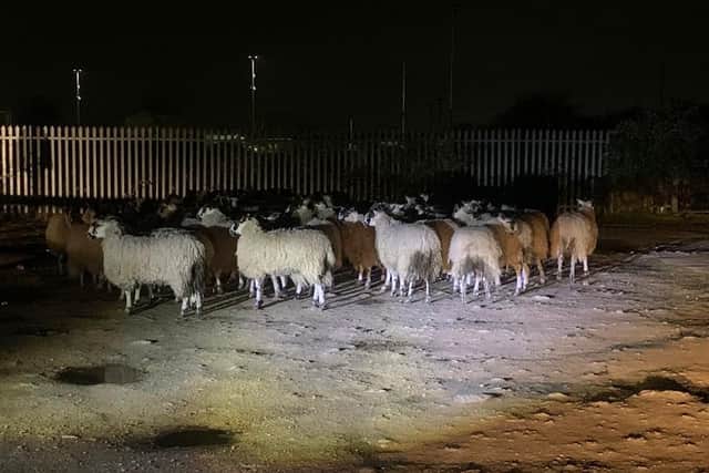 The sheep were held by police in a Doncaster car park.