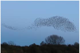A starling murmuration at Potteric Carr. (Photo: Rod Jones/Yorkshire Wildlife Trust).