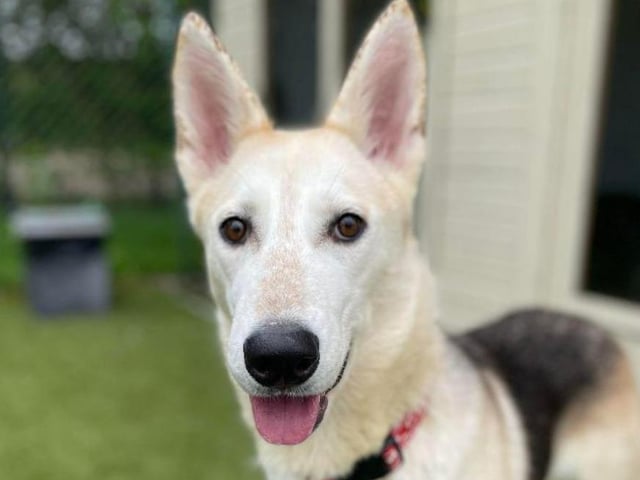 Luna is a bouncy, playful dog - as she's only around a year old, she's got lots of energy to burn! She'll love her owner no matter what, but may have difficulties getting used to children or cats.