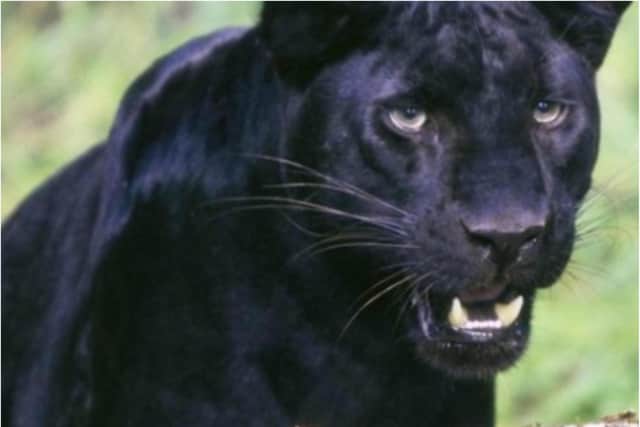 Has there been another big cat sighting in Doncaster?