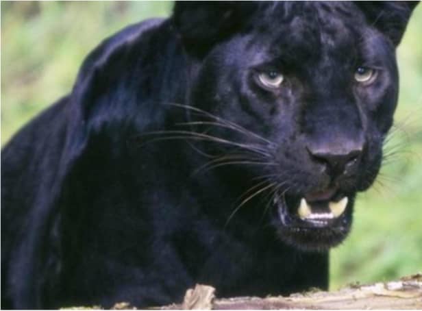 Has there been another big cat sighting in Doncaster?